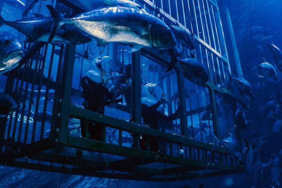 Dubai Aquarium & Underwater Zoo: All-Access Pass