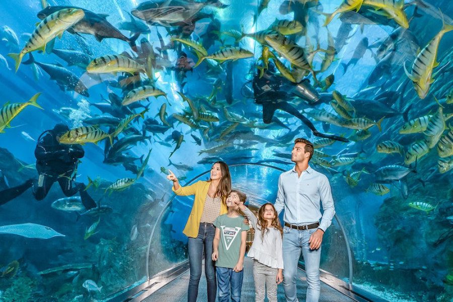Dubai Aquarium & Underwater Zoo: Entry Ticket + Ray Encounter