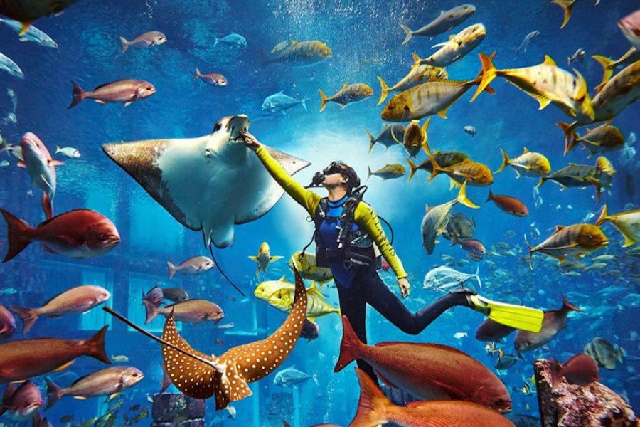 Dubai Aquarium & Underwater Zoo: Ultimate Experience