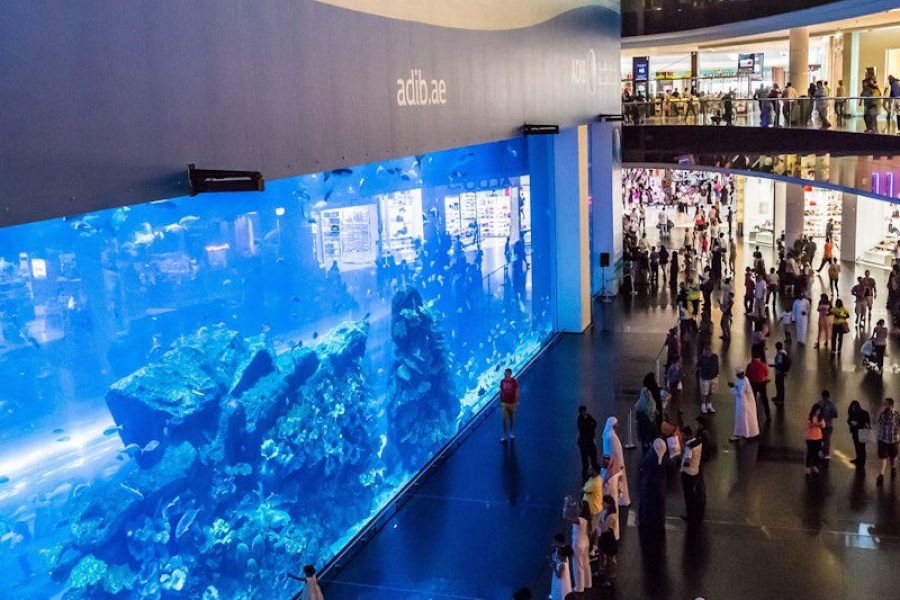 Dubai Aquarium & Underwater Zoo: Penguin Cove & Nursery Experience