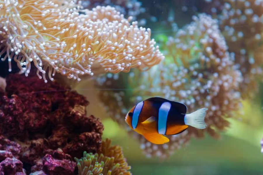 The National Aquarium Abu Dhabi