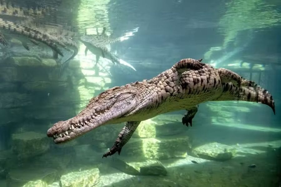 Dubai Crocodile Park: Entry Ticket